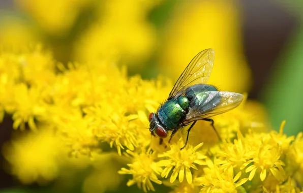 Summer, macro, flowers, fly, yellow, insect, green, bokeh