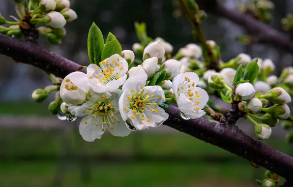Leaves, drops, flowers, branch, spring, white, Apple, flowering