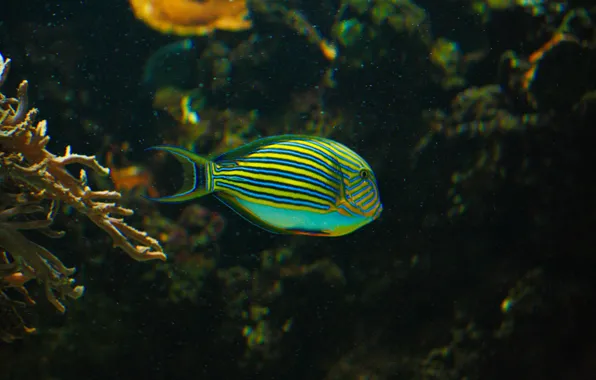 Water, Wallpaper, aquarium, fish, striped surgeon