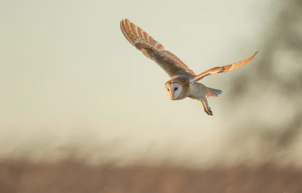 Flight, owl, bird, Common barn owl