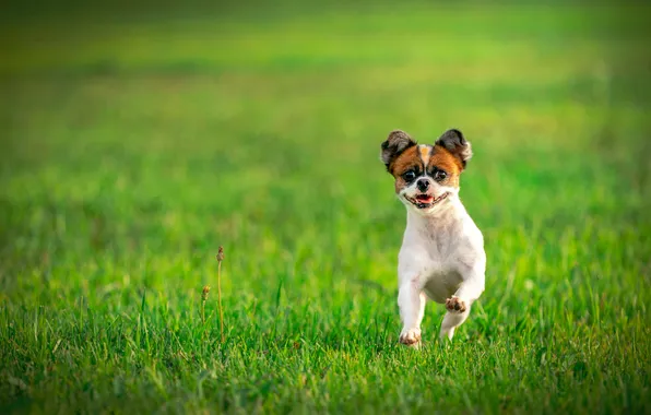 Greens, field, language, grass, look, nature, glade, dog