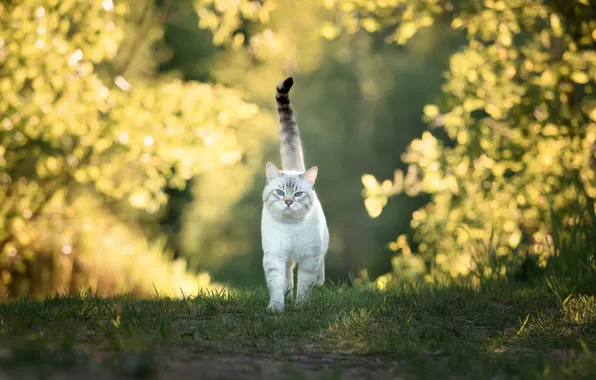 Picture cat, walk, cat, Svetlana Fedorenko