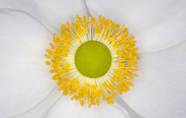 Picture flower, petals, stamens