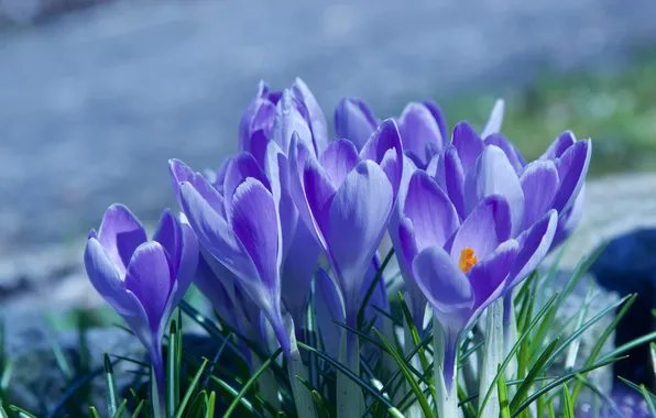 Flowers, spring, crocuses, lilac