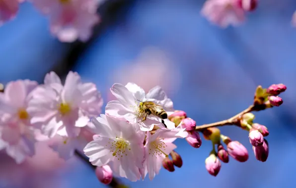 The sky, flowers, branches, cherry, bee, spring, Sakura, flowering