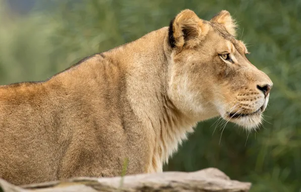 Picture look, face, close-up, nature, background, portrait, profile, lioness