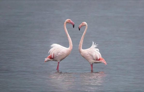 Picture birds, pair, Flamingo, two, birds, animal, wallpaper 1920x1080