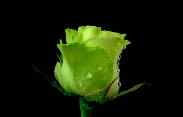 Green, rose, in the dark