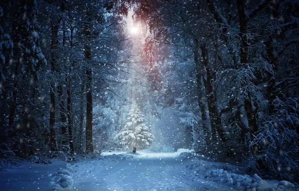 Winter, frost, road, forest, the sun, light, snow, trees