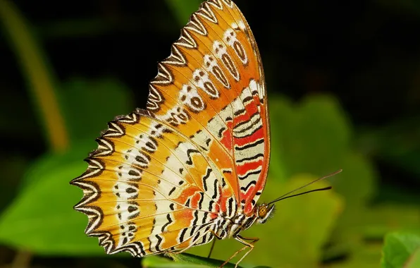 Macro, butterfly, wings