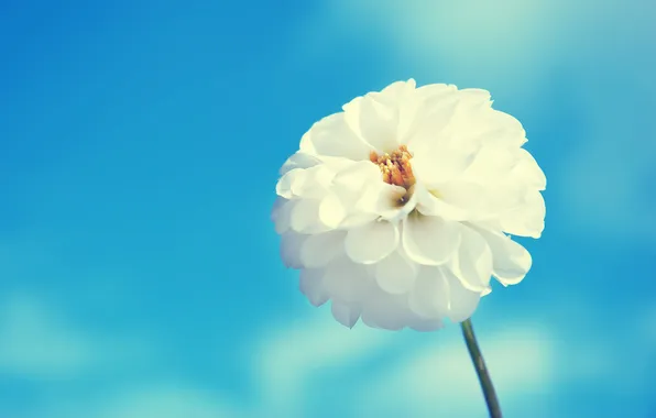 White, macro, blue background