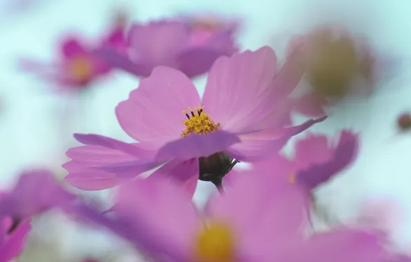 Flower, the sky, macro, pink, spring, petals, blur, kosmeya