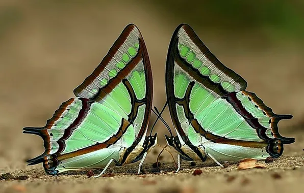Sand, macro, wings, beautiful, closeup, two butterflies