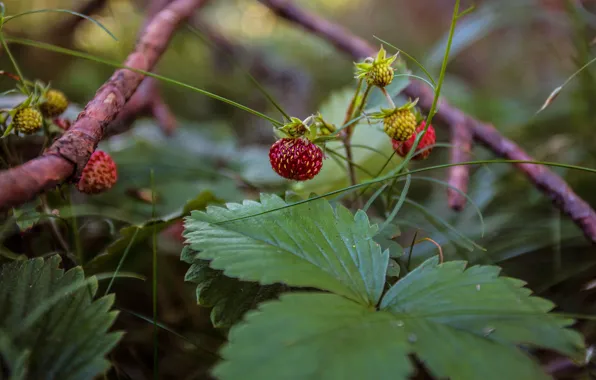 Summer, grass, leaves, branches, nature, berries, glade, food