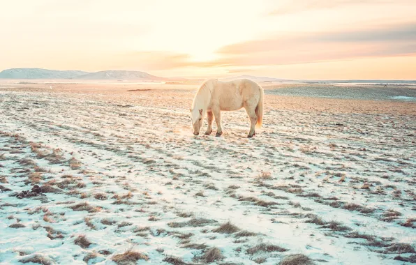 Winter, field, clouds, light, snow, horse, dawn, hills