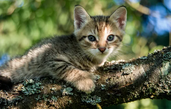 Eyes, look, tree, kitty
