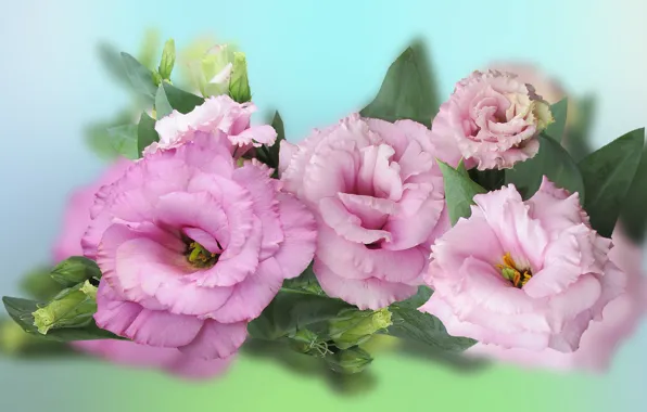 Picture Flowers, Colored, Background