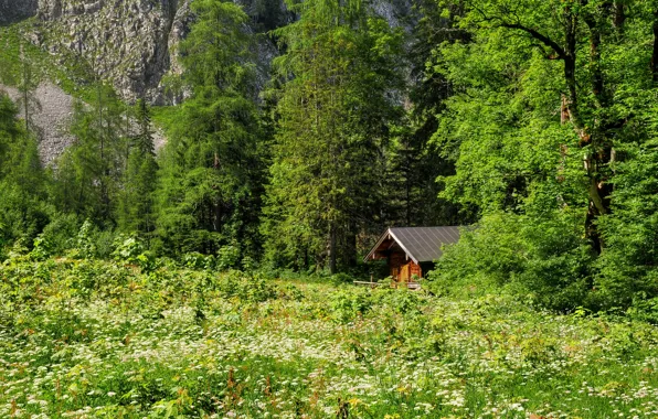 Picture forest, grass, trees, mountains, glade, house
