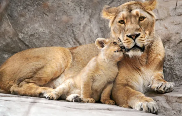 Lioness, cub, lion, mother