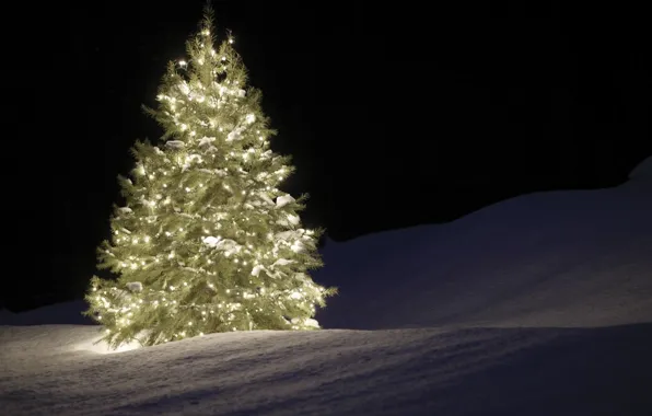 Picture snow, night, tree