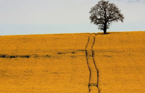 Road, field, tree