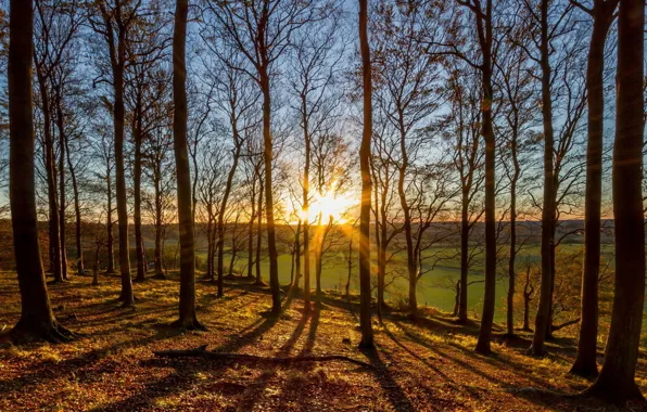 Picture forest, the sun, trees, nature