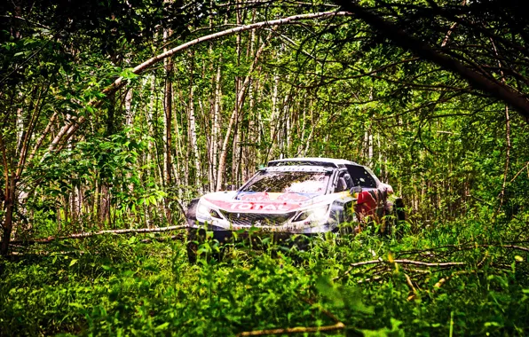 Trees, Forest, Sport, Race, Peugeot, Lights, Red Bull, Rally