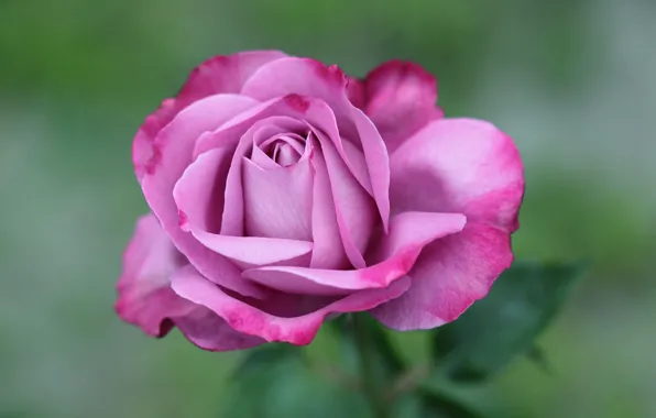 Picture macro, pink, rose