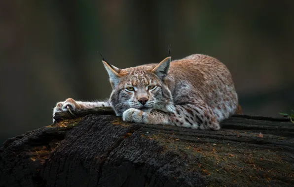 Picture look, face, trees, nature, pose, the dark background, stay, paws