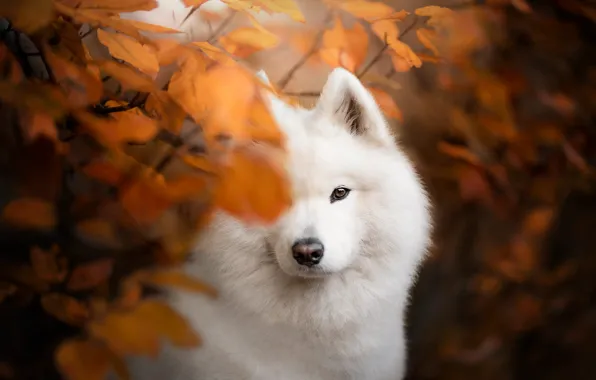 Autumn, look, branches, nature, pose, Bush, portrait, dog