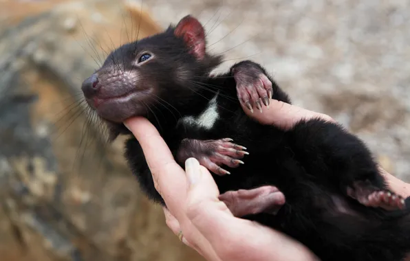 Picture marsupial traits, sarcophilus harrisii, Tasmanian devil