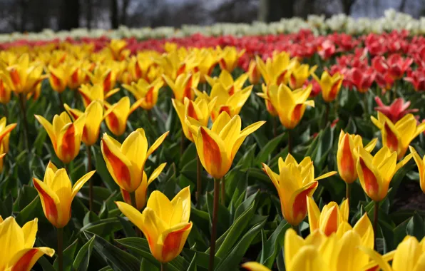 Nature, Tulips, Park
