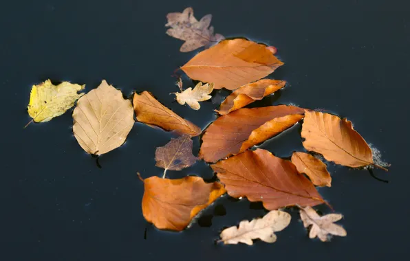Autumn, leaves, water