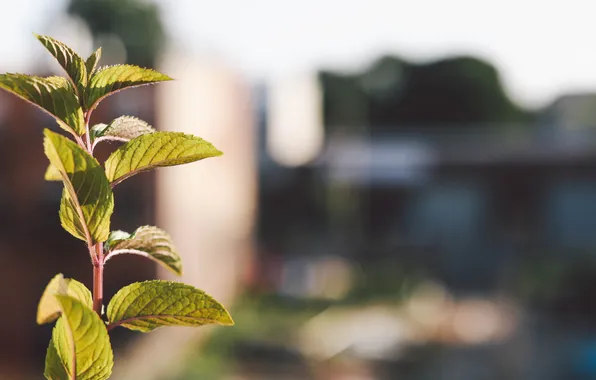 Leaves, macro, green
