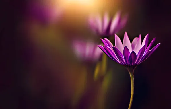 Picture flower, background, bokeh