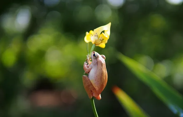 Flower, yellow, frog, iris, wood, black