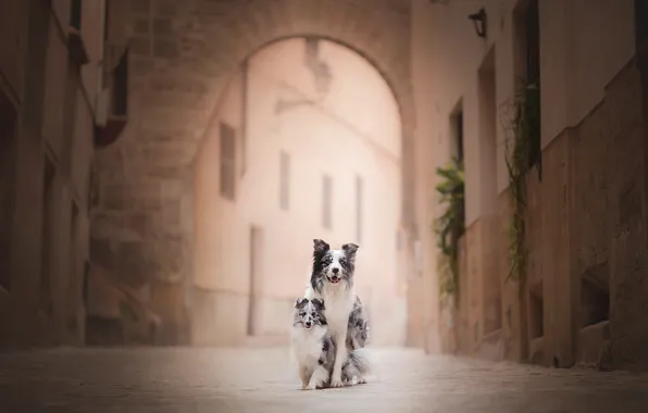 Street, bokeh, two dogs, the border collie, sheltie, Shetland Sheepdog