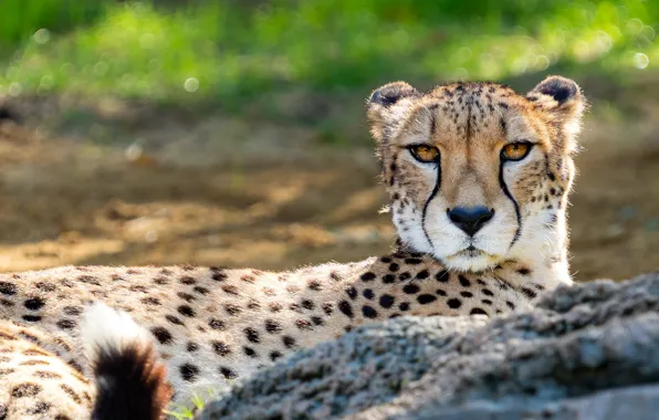 Picture grass, look, face, portrait, Cheetah, lies, bokeh