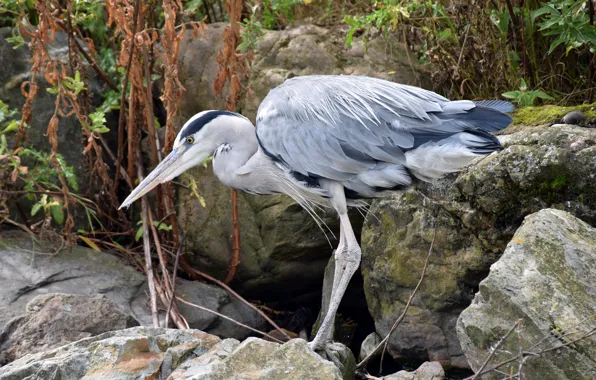 Picture stones, thickets, blue Heron