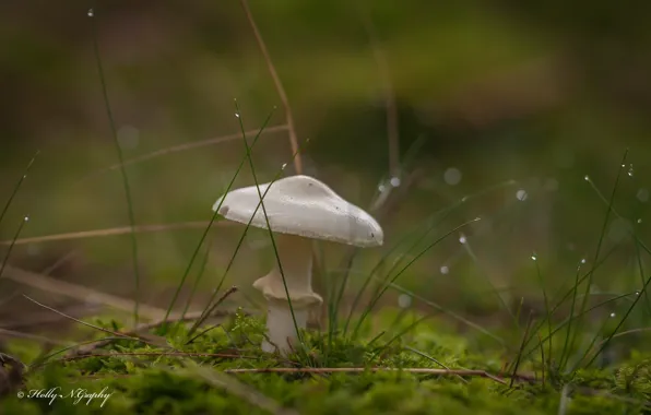 Grass, drops, macro, mushrooms, moss