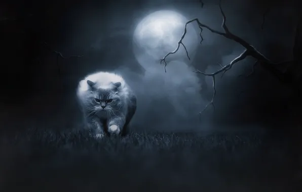 Cat, grass, cat, look, night, branches, nature, pose