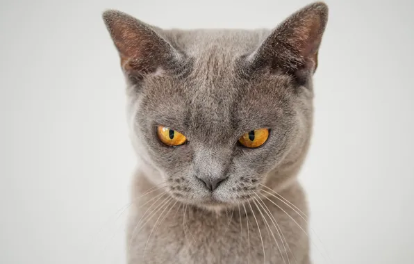 Cat, cat, look, face, grey, evil, unhappy, light background