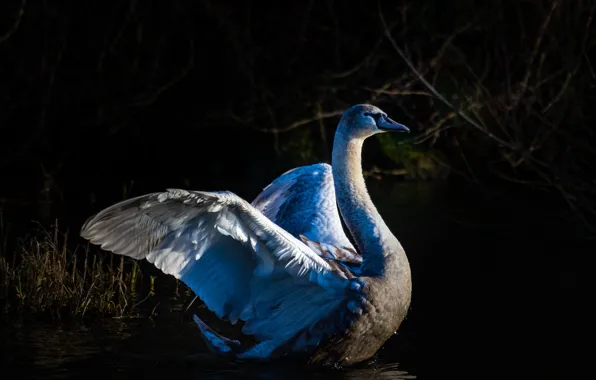 Picture branches, nature, the dark background, bird, wings, swans, pond