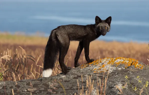 White, Fox, tail, black, Fox, looks