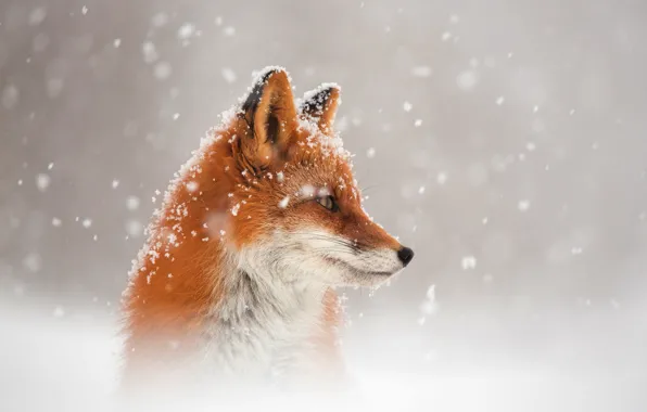 Winter, snow, Fox, Fox