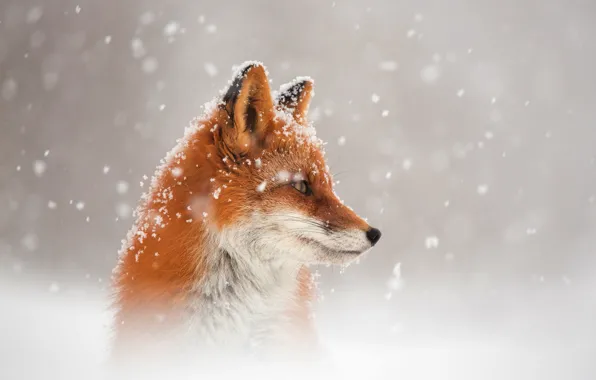 Picture winter, snow, Fox, Fox