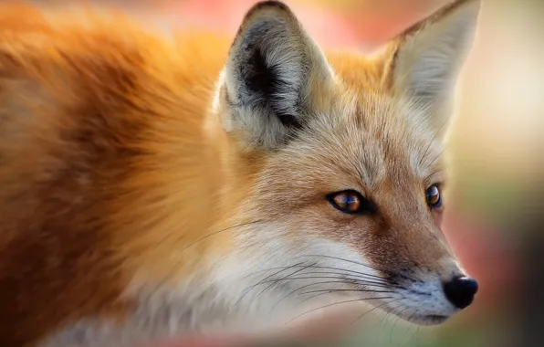 Picture eyes, look, Fox, Fox