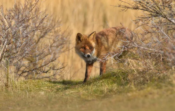 Autumn, grass, look, face, branches, nature, shadow, Fox