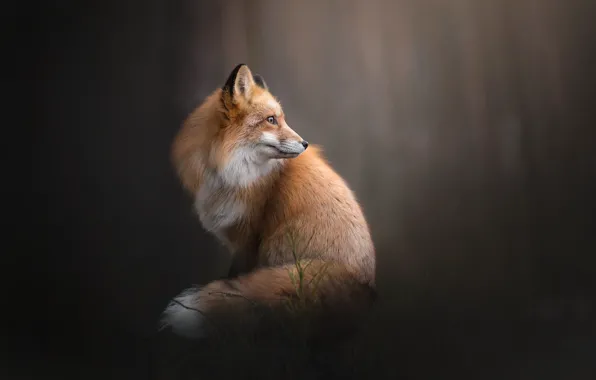 Picture background, Fox, red, bokeh