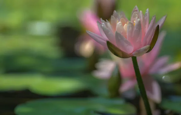 Pink, petals, Nymphaeum